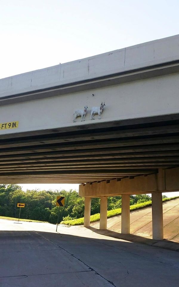 Goats crossing a bridge