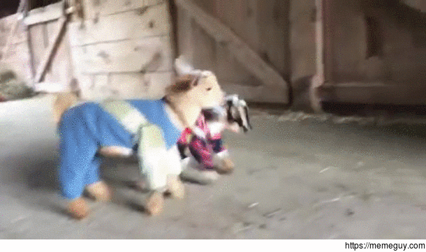 Goats in Pajamas