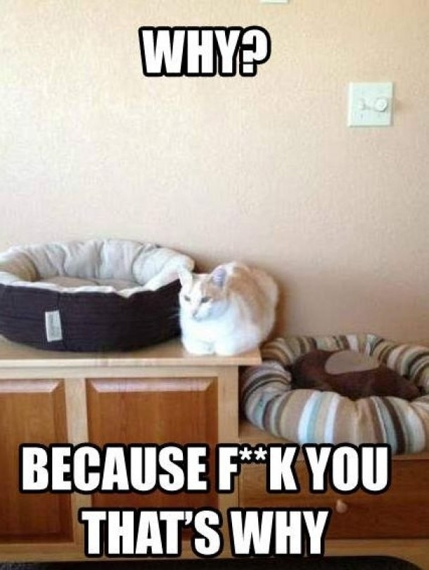 God Damn Cats