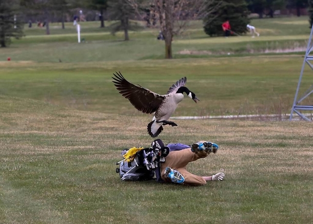 God help you all if Canada ever figures out how to weaponize a gooses hatred
