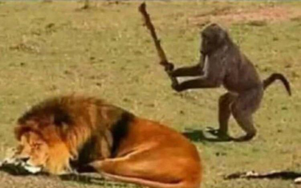 God knows what motivation video that monkey watched