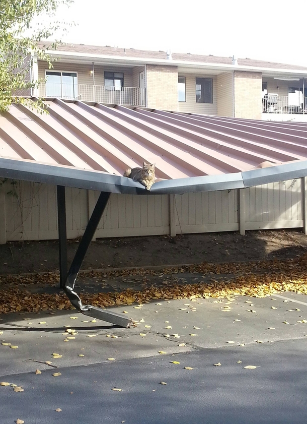 Goddamn Cats