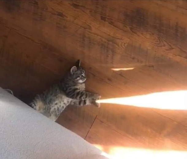 Gokus cat