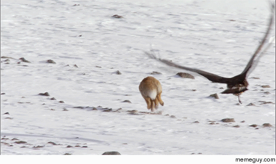 Golden Eagle catching a Fox