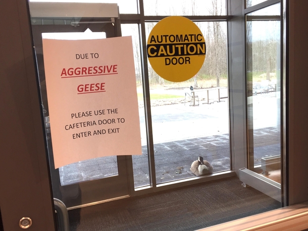Golden geese