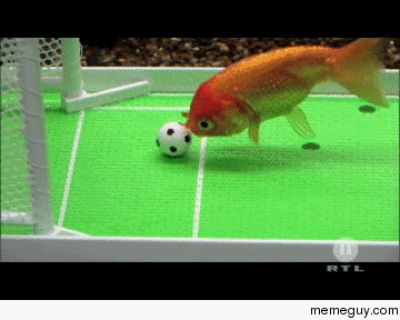 Goldfish soccer