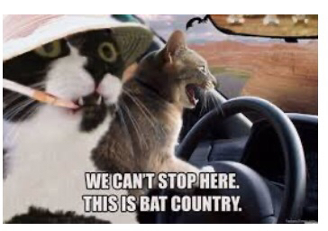Gonzo gato