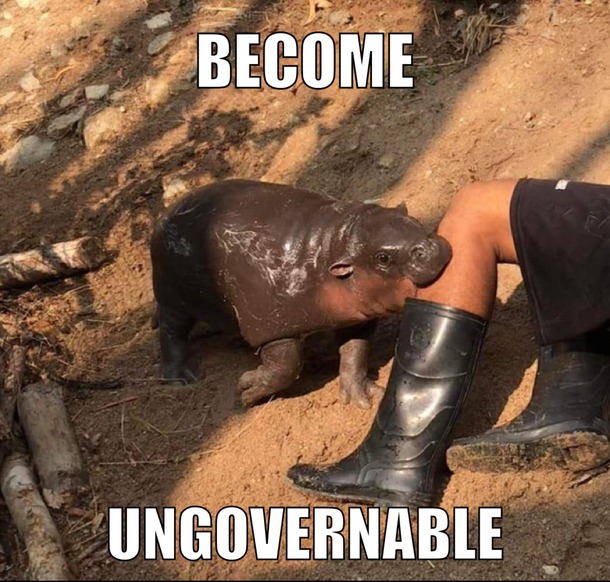 Good advice from an animal