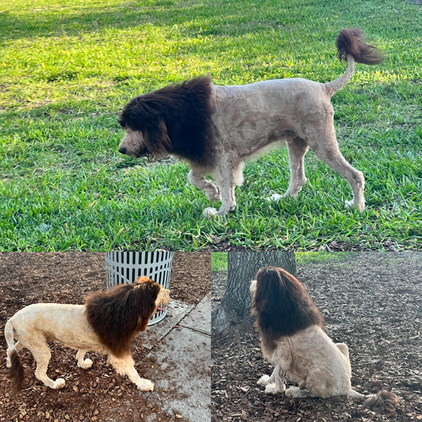 Good boi is king of the park