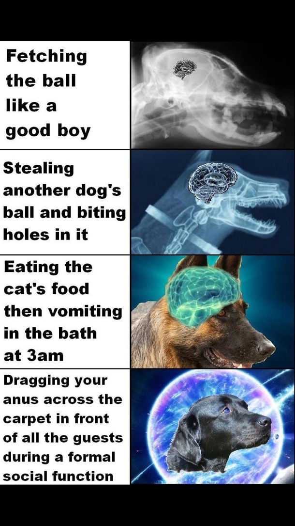 Good boy