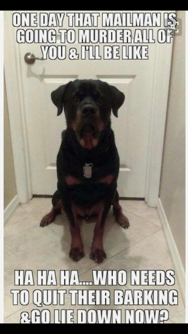 Good boy