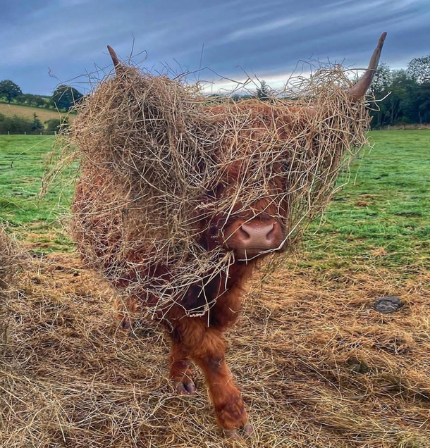 Good cowmouflage