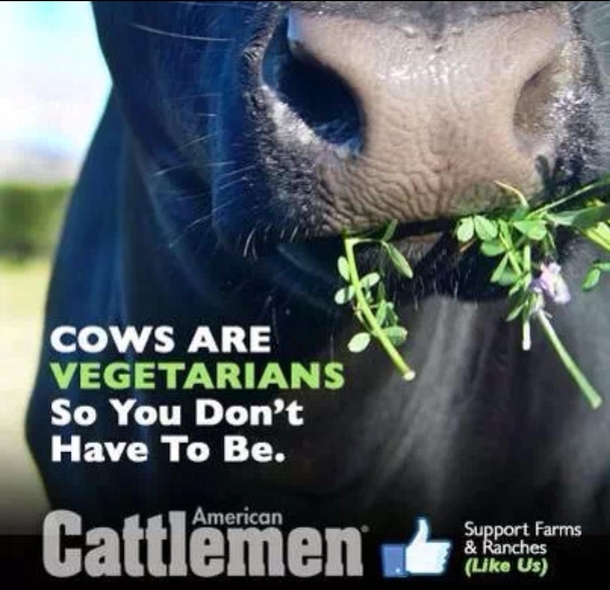Good guy cow