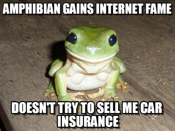 Good Guy Photogenic Frog