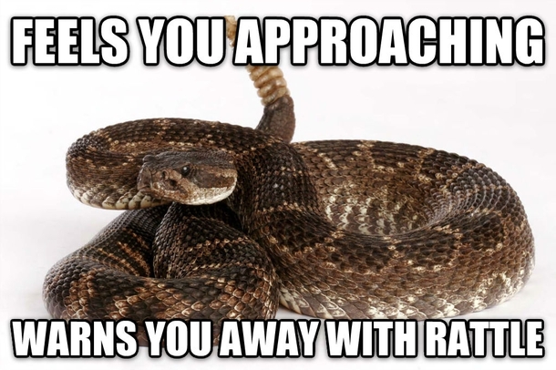 Good Guy Rattlesnake