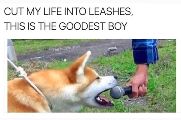 Goodest Boy