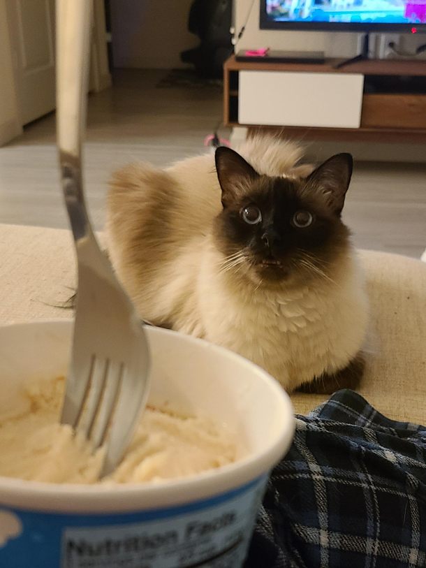 Google says cats dont like ice cream Google lies