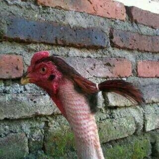 Googled chicken with ponytail Was not dissapointed