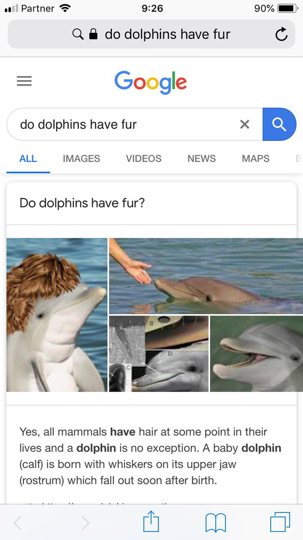 Googled do dolphins have fur to answer my  yo son was not disappointed