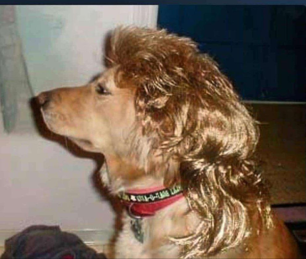 Googled dog with mullet Not dissapointed