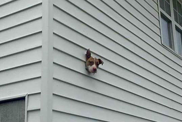 Googled dryer vent and this is what popped up