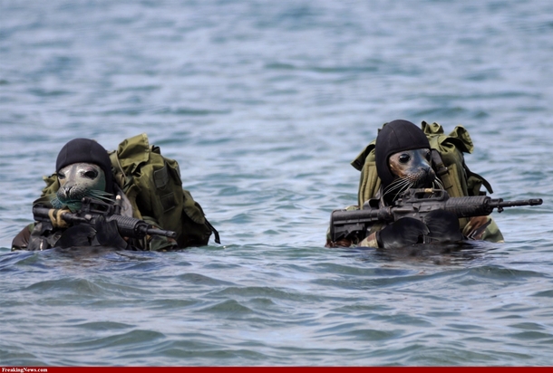 Googled navy seals was not disappointed