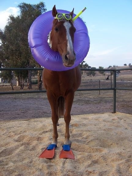 Googled seahorse and got this