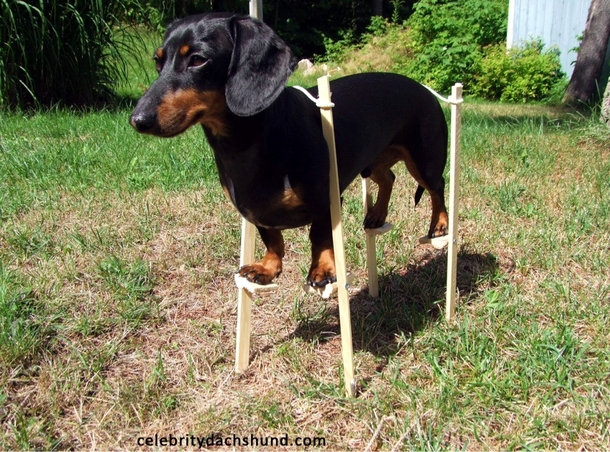 Googled tall dash hound was not disappointed