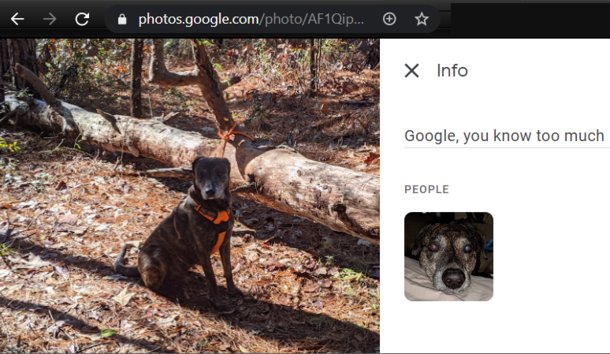 Googles Facial Recognition Algorithm Apparently Now Includes Doggos 