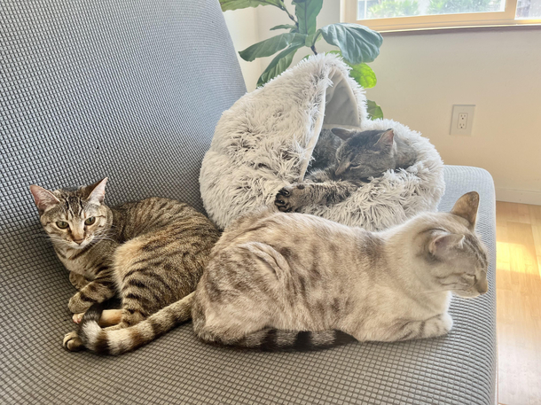 Gorgonzola and Feta suffering from the great injustice of not having a fluffy bed like CornNut and being forced to sleep directly on the couch like some animals 