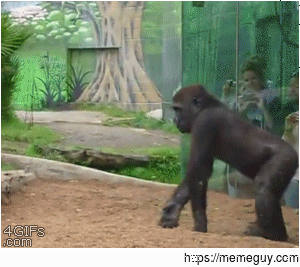 Gorilla admonishes unruly son