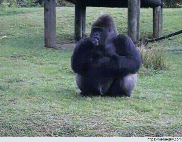 Gorilla signs no to food