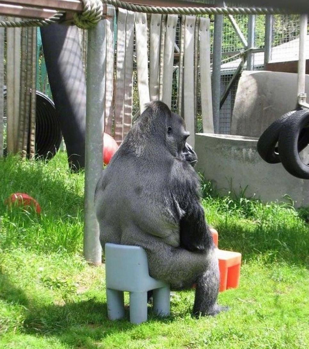 Gorilla sitting on a comically small chair