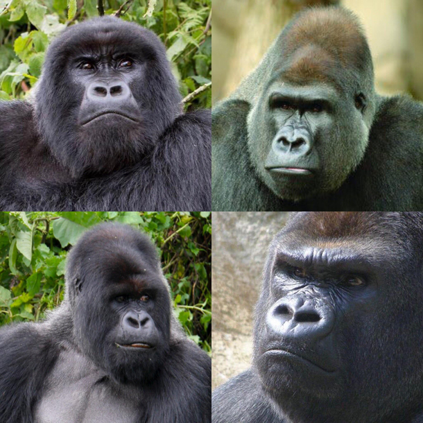 Gorillas always look like theyre about to meet their daughters new boyfriend