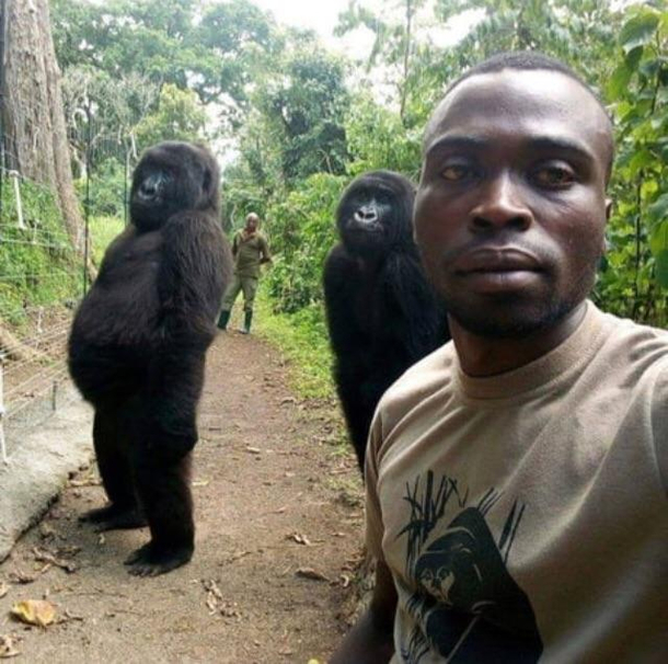 Gorillas posing for groupfies with anti-poaching officers in Congo look like theyre about to drop the hottest beat of the summer