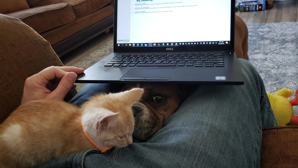 Got a new kitten yesterday My boxer thinks its her baby This is how Im trying to work from home today