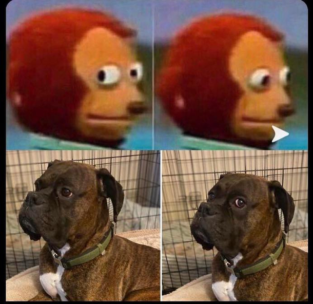 Got a picture or two of my dog his facial expressions looked similar