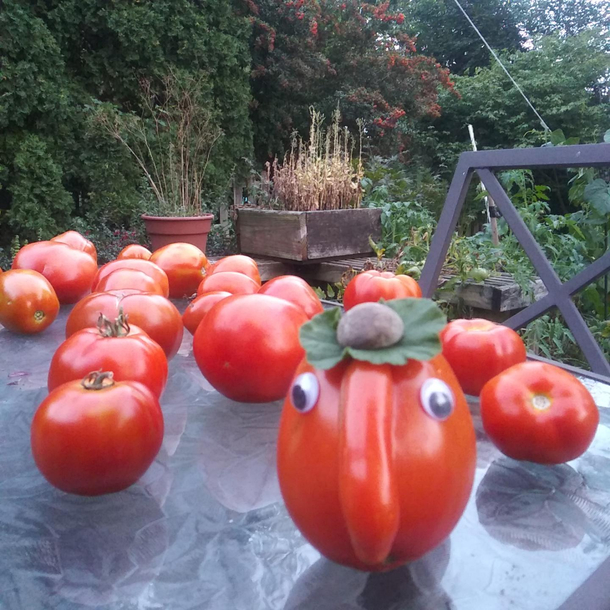 Got a whole herd of tomatoes today