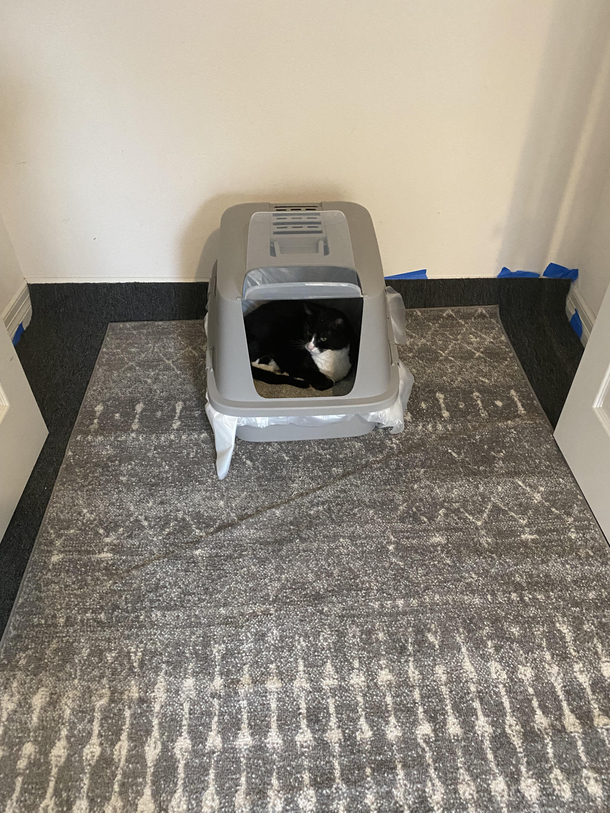 Got my cat a new litter box and he thinks its a house