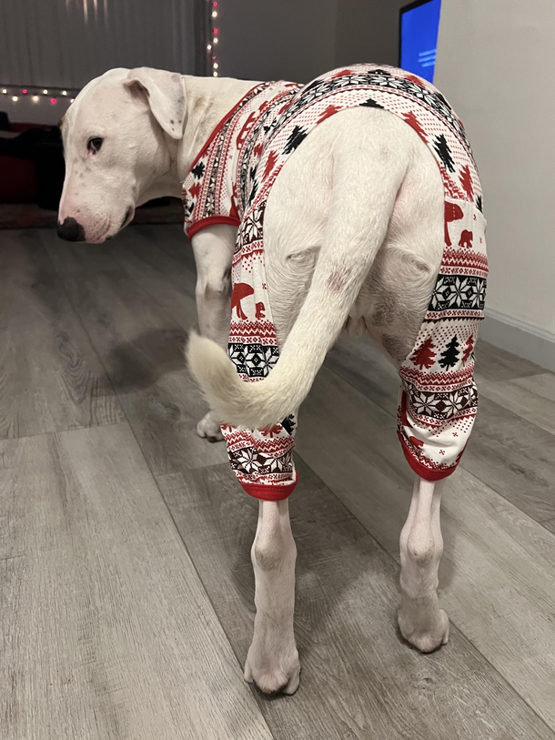 Got my dog pjs and theyre basically assless chaps