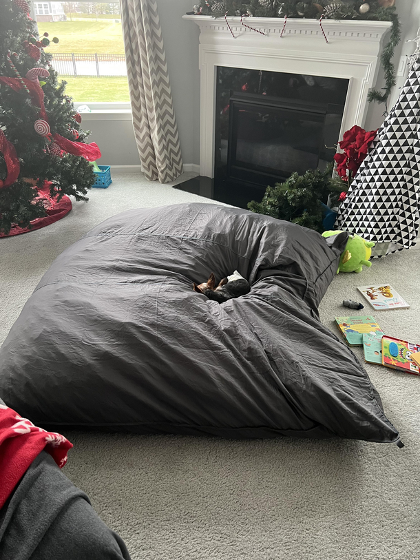 Got my elderly dog yes he is in a diaper a new dog bed