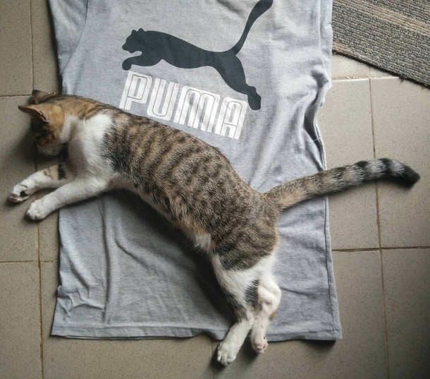 Got my kitty a new bedspread