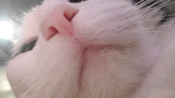 Got N E gamez on ur fone hooman