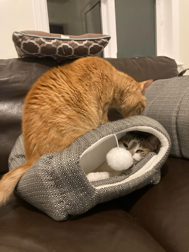Got new cat beds found them doing this