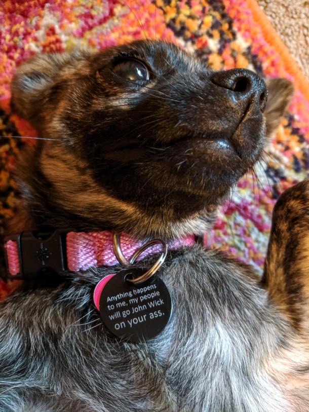 Got new tags for my dogs 
