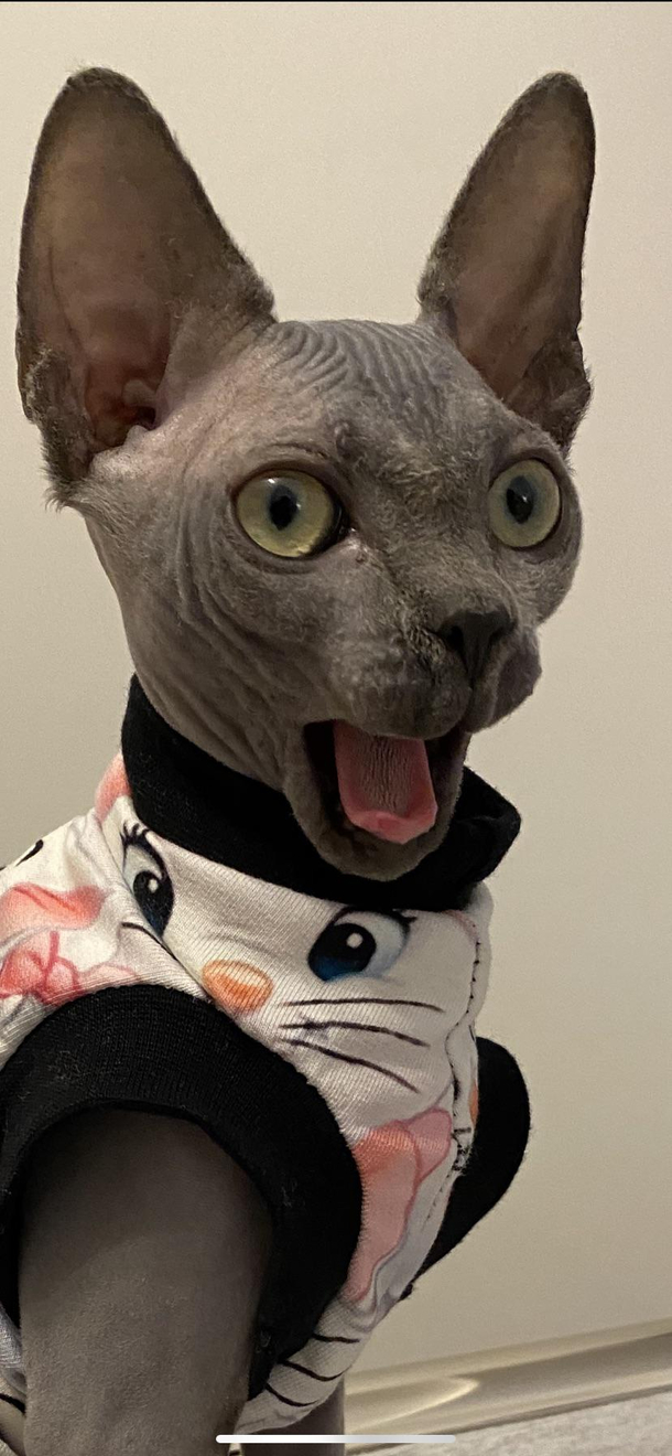 Got the best picture of my Sphynx last night  thehungrysphynx on Instagram