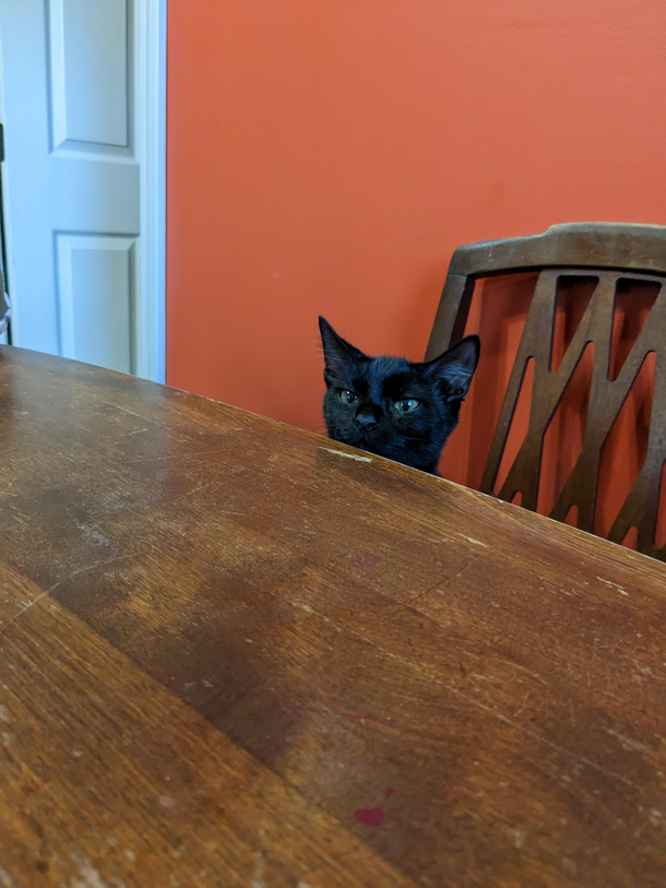 got this picture of my cat at Christmas dinner I think she wanted some