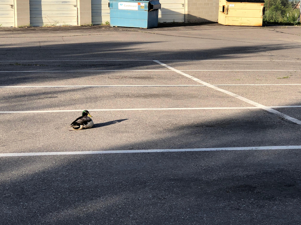 Got to work today to find that some jerk took up a entire parking space with a duck