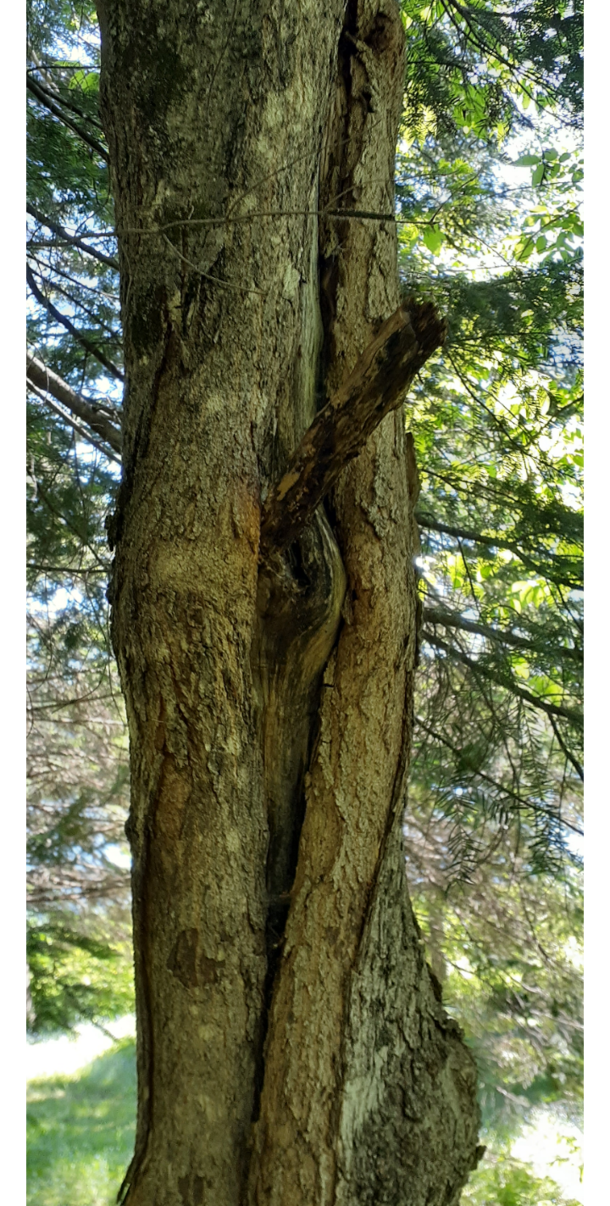Got Wood