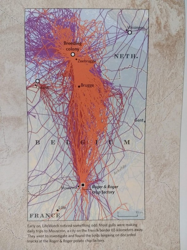 GPS tracking of seagull in Western Europe revealed they were making mysterious daily trips Investigation concluded that the destination of these trips was a potato chip factory